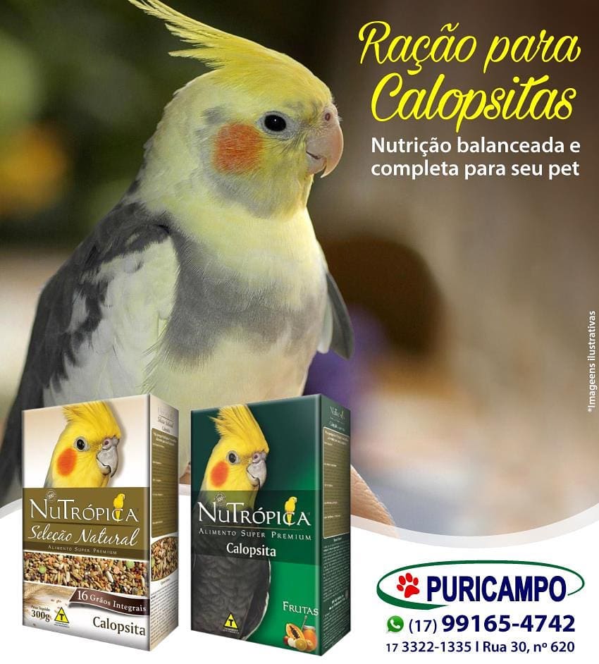 As calopsitas são pássaros sensíveis e que necessitam de uma alimentação  específ... - Puricampo A maior Loja de Pet Shop de Barretos e Região