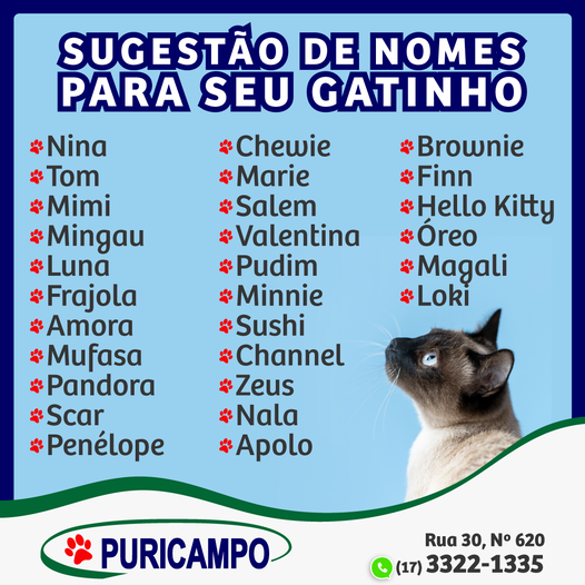 Nomes para gatos - Sanol Dog